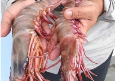 Refugia – Galeri Udang Harimau
