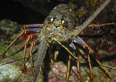 Refugia – Galeri Udang Kara