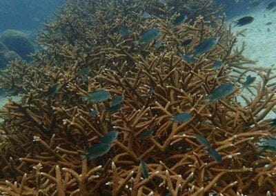 Restorasi Karang