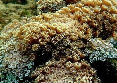 Taman Laut Labuan