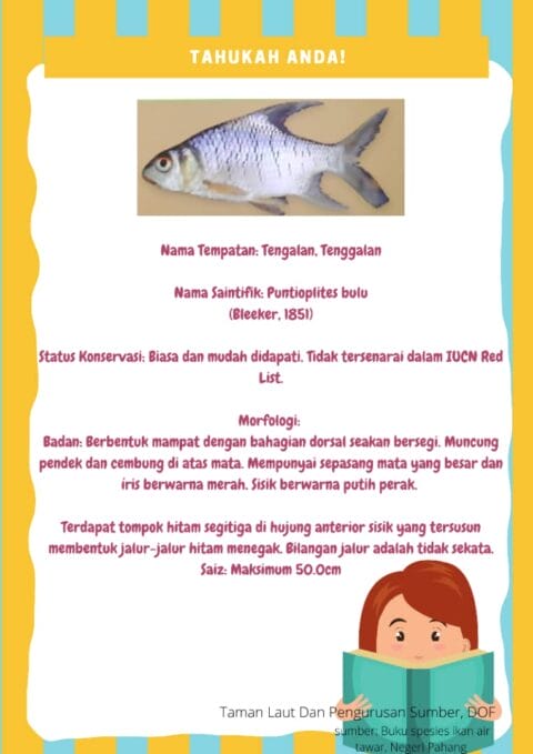 Public Information - Ikan Tengalan (Crossbanded Barb)