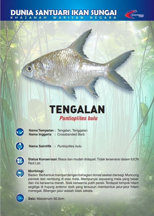 Info Ikan Asli Malaysia