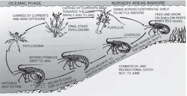 Lobster Lifecycle