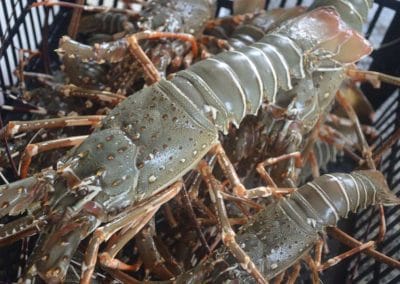 Refugia – Spiny Lobster Consultation 2022