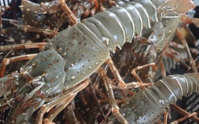 Prohibition to Catch, Keep or Rear Spiny Lobsters Smaller Than 6cm